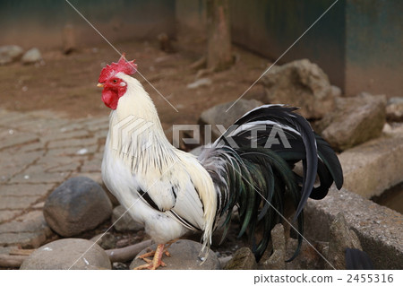 雞 2455316