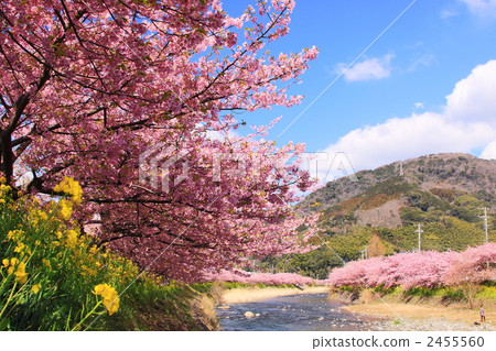 Nanohana和川崎櫻 Nanohana和川崎櫻 2455560