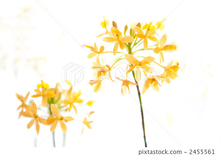 Epidendoramu Epidendoramu 2455561