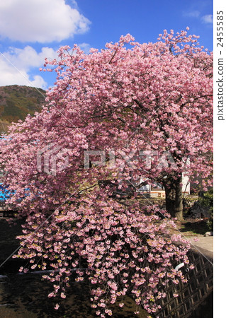 Kawasaki Sakura 2455585