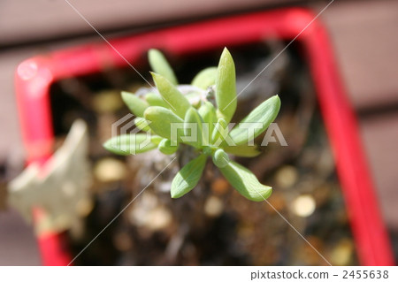 Plants' vegetation 2455638