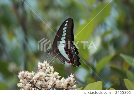 Blue striped lizard aosujiageha 2455805