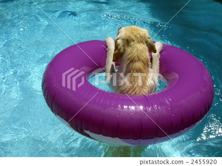 在拉布拉多游泳池玩耍 在拉布拉多游泳池玩耍 2455920