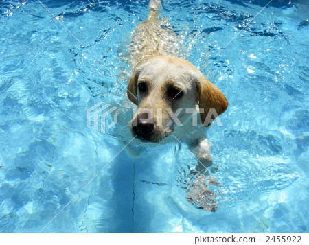 拉布拉多在游泳池裡游泳 拉布拉多在游泳池裡游泳 2455922