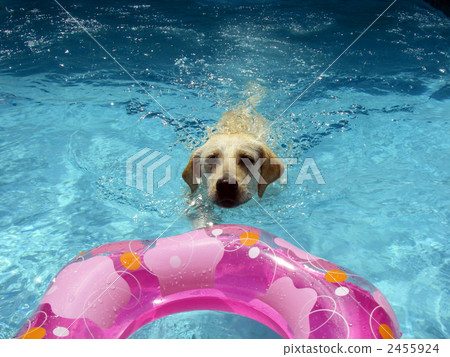 在拉布拉多游泳池玩耍 2455924