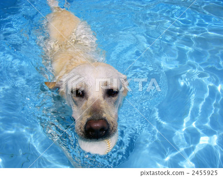 拉布拉多在游泳池裡游泳 2455925