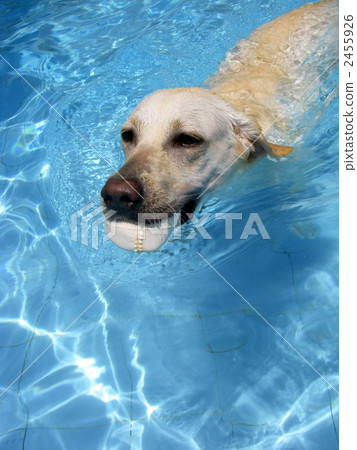 Labrador to swim in the pool 2455926