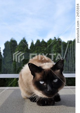 Veranda的貓 Veranda的貓 2455934