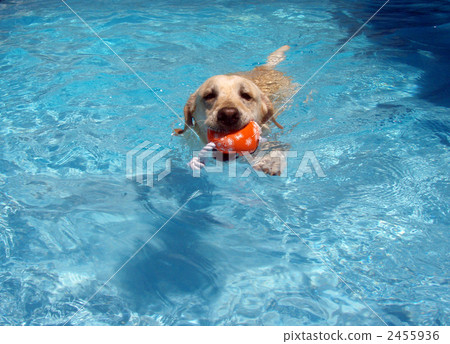 Labrador to swim in the pool 2455936