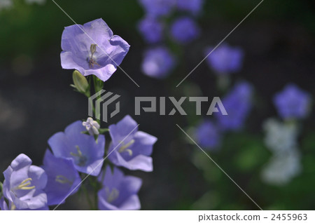 西方風鈴草 2455963