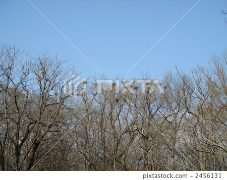 Takagi with many horsetails and nests (sideways) Takagi with many horsetails and nests (sideways) 2456131