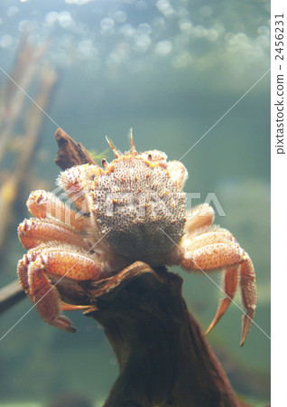 Hairy crab Hairy crab 2456231