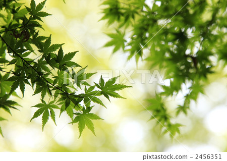Image of fresh green Image of fresh green 2456351