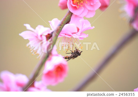 Plum blossoms and honey bees Plum blossoms and honey bees 2456355