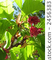 Leaves cherry tree 2456383