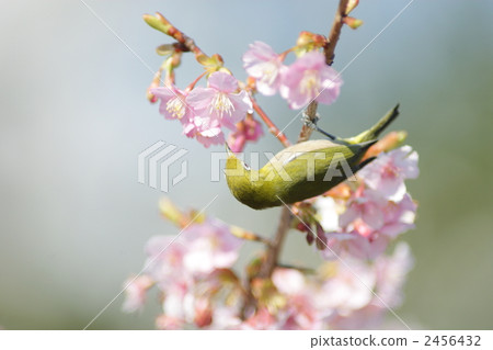 White-eye 2456432