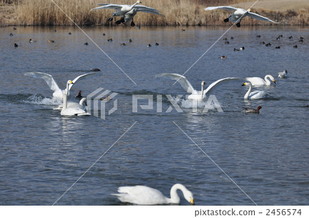 Co swans a la carte Co swans a la carte 2456574