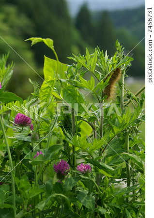 紫色三葉草花、艾葉和大棕色毛毛蟲。垂直位置，背景。 2456731