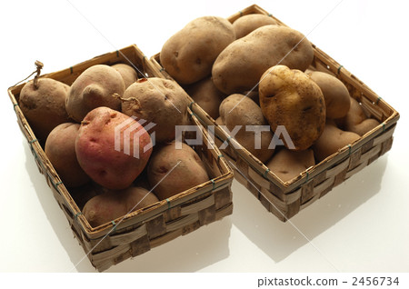 馬鈴薯 印加人甦醒 新土豆 2456734