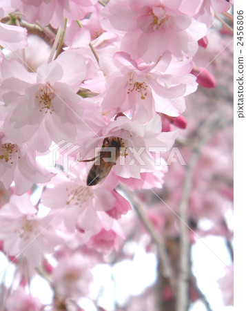 一種斑點喙的花,可以阻止蜜蜂吮吸花蜜 一種斑點喙的花,可以阻止蜜蜂吮吸花蜜 2456806