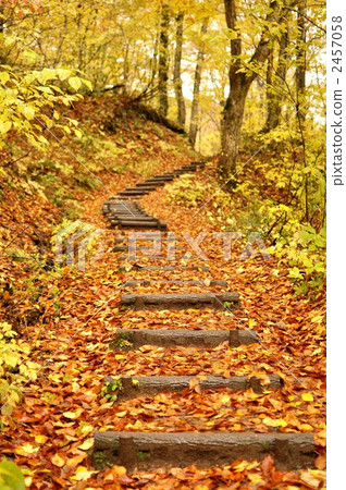 mountain road, mountain trail, beeches 2457058