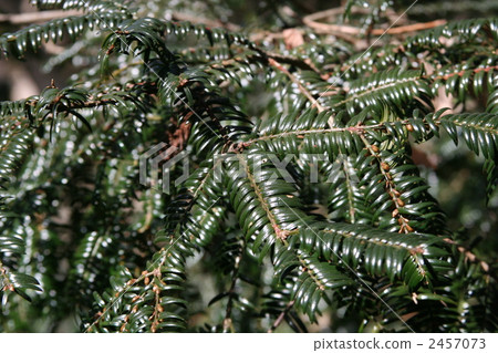 Fir leaves 2457073