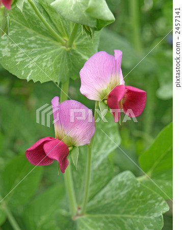 Flowers of Sayaendo 2457141