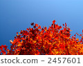 red leafe, landscape, scape 2457601