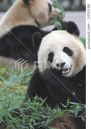 Panda Panda 2458196