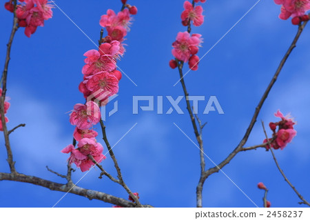 Red flower in blue sky 2458237