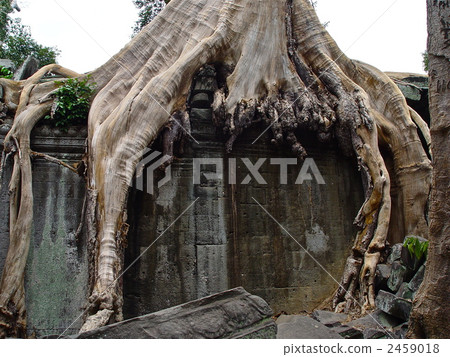 廢墟和大樹(吳哥遺址,塔普倫/暹粒,柬埔寨) 廢墟和大樹(吳哥遺址,塔普倫/暹粒,柬埔寨) 2459018