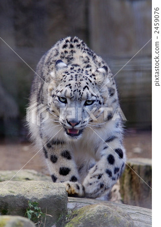 snow leopard, tama zoological park, panthera 2459076