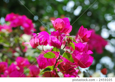 bougainvillea, bougainvillaea, plant 2459105