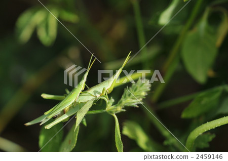 Grasshopper of Grasshoppers ~ Onbu Batta ~ Grasshopper of Grasshoppers ~ Onbu Batta ~ 2459146