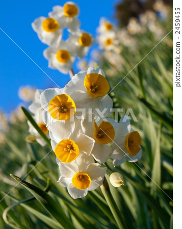 日本水仙 2459455