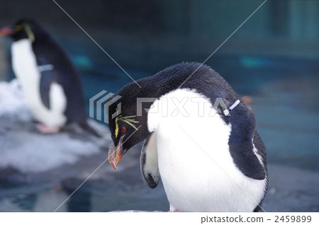 Iwatobi penguins 2459899