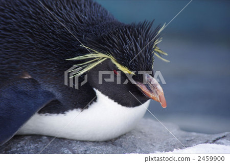 Iwatobi penguins 2459900