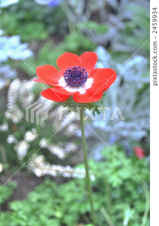 anemone, windflower, botanic 2459934