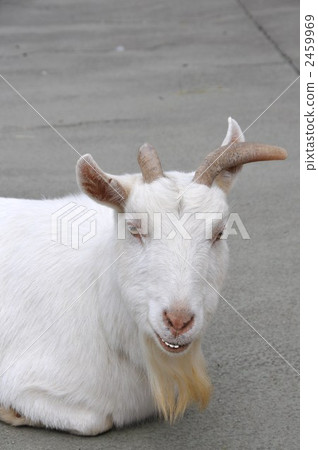 山羊 2459969
