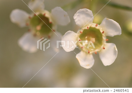蠟花 2460541