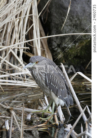 Hoshigoyi（戈雅幼兒園） 2460735