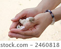 寄居蟹 手 海洋動物 2460818
