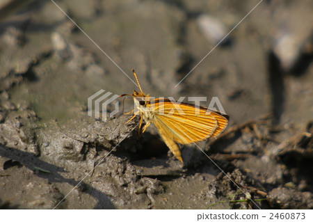 Gin Ichimon dyseri 2460873