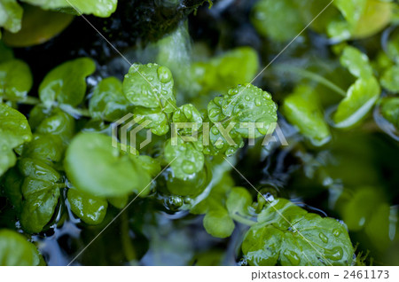 野草 雜草 豆瓣菜 2461173