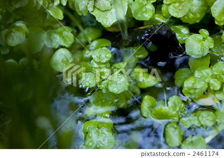 豆瓣菜 野菜 蔬菜 2461174