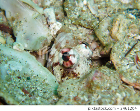 agoamadai, jawfish, saltwater fish 2461204
