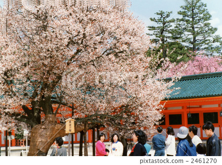 Peaceful cherry blossoms Peaceful cherry blossoms 2461270