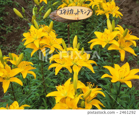 Connecticut King 2461292