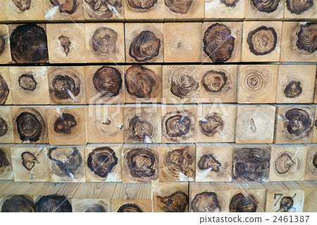 梁 日本扁柏 松樹 2461387