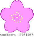 櫻花 櫻 賞櫻 2461567